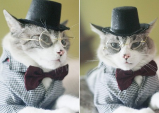 Illustration for article titled Cats that are impossible to find stock
